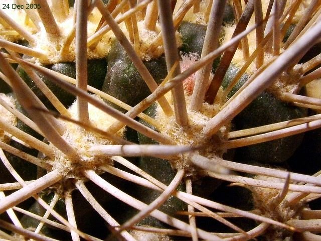 Eriosyce _subgibbosa _ssp.subgibbosa 'microsperma' 05